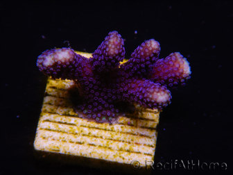 WYSIWYG Stylophora Purple Thin Branch 1M4