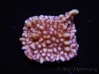 WYSIWYG Montipora undata 1O5