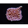 WYSIWYG Montipora undata 1O5