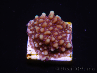 WYSIWYG Montipora undata 1O6