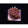 WYSIWYG Montipora undata 1O6