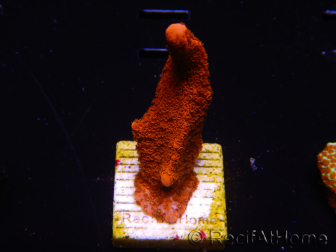 WYSIWYG montipora rossa cresce rossa 1P1