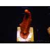 WYSIWYG montipora rossa cresce rossa 1P1