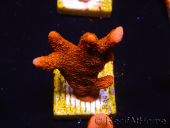 WYSIWYG red montipora grows red 1P2