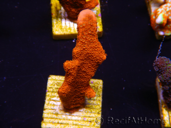 WYSIWYG Montipora Red with Red Tips 1P3