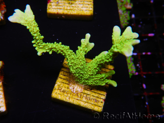 WYSIWYG Montipora stellata 1S4