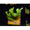 WYSIWYG Montipora stellata 1S6