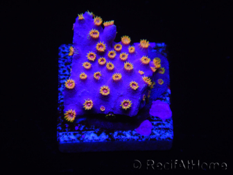 WYSIWYG - RAH Cyphastrea Purple Rain 3O10