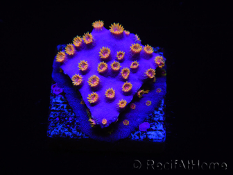 WYSIWYG - RAH Cyphastrea Purple Rain 3O12