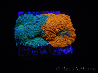 WYSIWYG - RAH Acanthastrea echinata Rainbow 3Q1