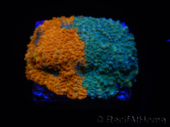 WYSIWYG - RAH Acanthastrea echinata Rainbow 3Q2