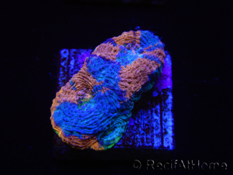 WYSIWYG - BigR Acanthastrea echinata Gum Drop 3Q6