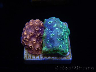 WYSIWYG - RAH Pavona maldivensis Duo Green/Orange 3C4