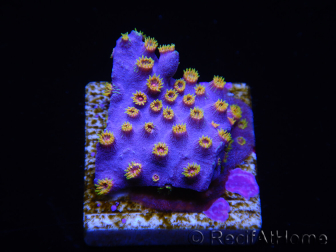 WYSIWYG - RAH Cyphastrea Purple Rain 3O10