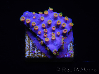 WYSIWYG - RAH Cyphastrea Purple Rain 3O11