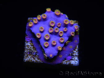 WYSIWYG - RAH Cyphastrea Purple Rain 3O12