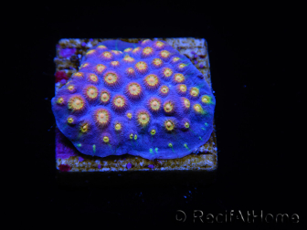 WYSIWYG - WWC Cyphastrea Rainbow Madness 3P4