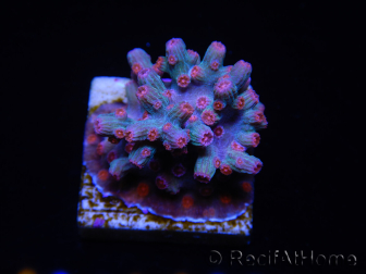 WYSIWYG - RAH Cyphastrea decadia Red 3P9