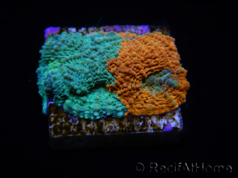 WYSIWYG - RAH Acanthastrea echinata Rainbow 3Q1