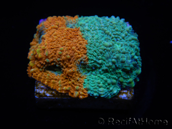 WYSIWYG - RAH Acanthastrea echinata Rainbow 3Q2