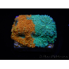 WYSIWYG - RAH Acanthastrea echinata Rainbow 3Q2