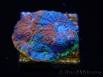 WYSIWYG - BigR Acanthastrea echinata Gum Drop 3Q5