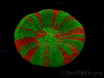 WYSIWYG Homophyllia australis (formerly Scolymia) Bleeding Apple 3 (5 cm)