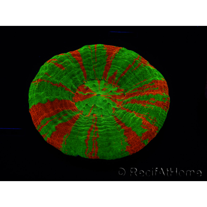 WYSIWYG Homophyllia australis (ex Scolymia) Bleeding Apple 3 (5 cm)