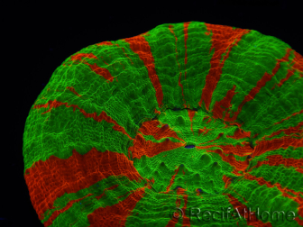 WYSIWYG Homophyllia australis (ex Scolymia) Bleeding Apple 3 (5 cm)