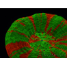 WYSIWYG Homophyllia australis (ex Scolymia) Bleeding Apple 3 (5 cm)