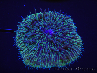 WYSIWYG - RAH Fungia fungites Purple élevage RAH 16 (5 cm)