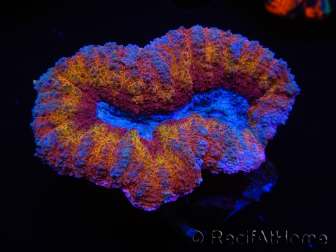 WYSIWYG Lobophyllia sp 5 (Esqueleto 3.5 cm)