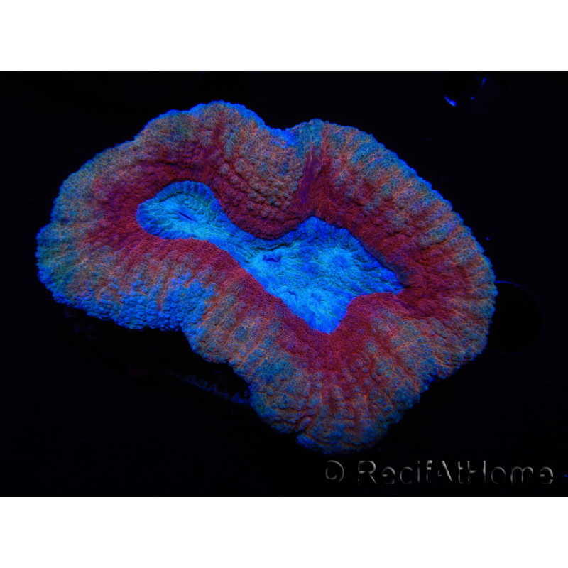 WYSIWYG Lobophyllia sp 16 (Esqueleto 5.5 cm)