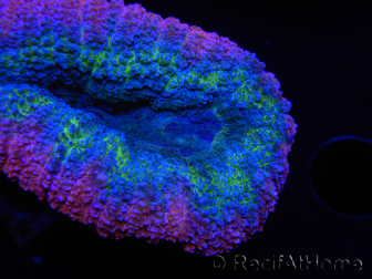 WYSIWYG - Lobophyllia sp 19 (Skeleton 4 cm)