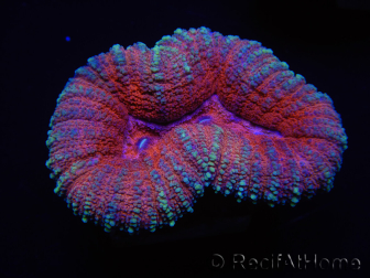 WYSIWYG Lobophyllia sp 7C2 (6 cm)