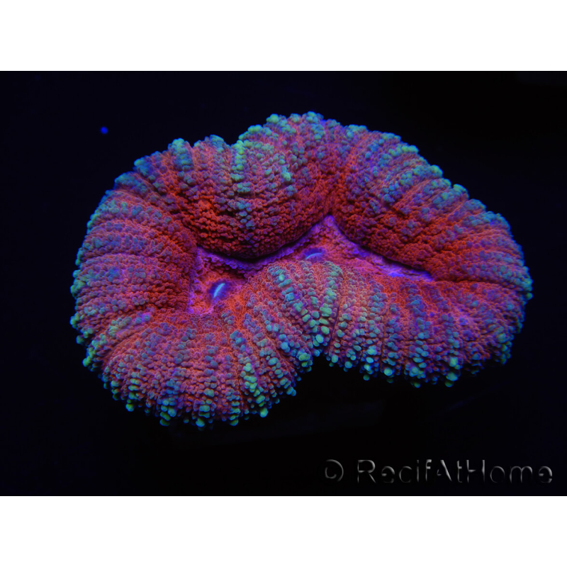 WYSIWYG Lobophyllia sp 7C2 (6 cm)