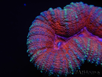 WYSIWYG Lobophyllia sp 7C2 (6 cm)