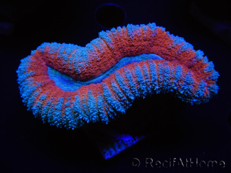 WYSIWYG Lobophyllia sp