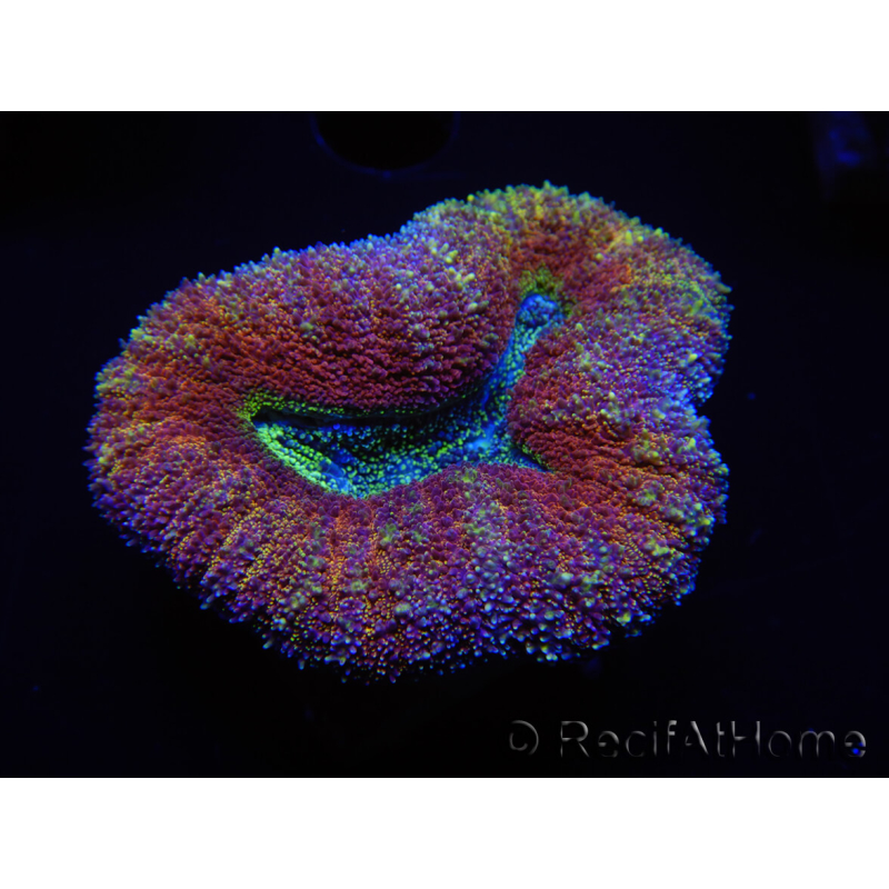 WYSIWYG Lobophyllia sp 7A3 (7 cm)