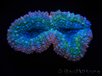 WYSIWYG Lobophyllia sp