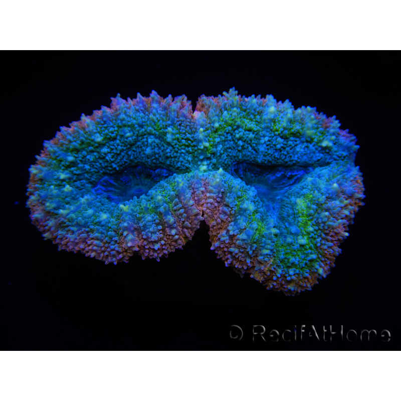 WYSIWYG Lobophyllia sp 7A4 (4 cm)