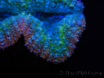 WYSIWYG Lobophyllia sp 7A4 (4 cm)