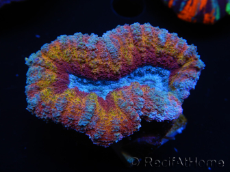 WYSIWYG Lobophyllia sp 5 (Scheletro 3,5 cm)