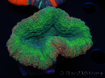 WYSIWYG Lobophyllia sp 10 (Scheletro 4 cm)