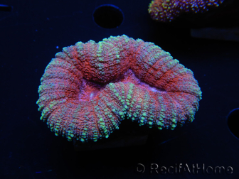 WYSIWYG Lobophyllia sp 7C2 (6 cm)