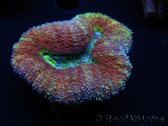 WYSIWYG Lobophyllia sp 7A3 (7 cm)