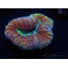 WYSIWYG Lobophyllia sp 7A3 (7 cm)