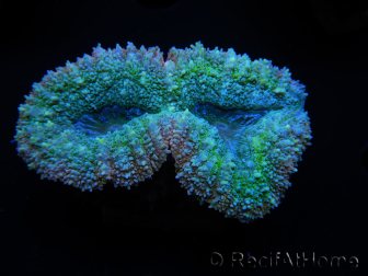 WYSIWYG Lobophyllia sp 7A4 (4 cm)