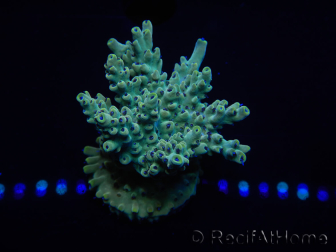 WYSIWYG Acropora 15A1 Maricoltura acclimatata a LED