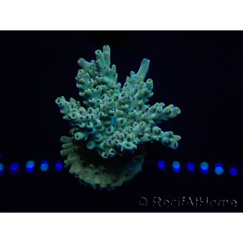 WYSIWYG Acropora 15A1 Maricoltura acclimatata a LED